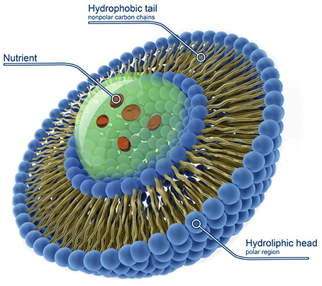 Advanced Liposomal Technology in Liposomal NMN